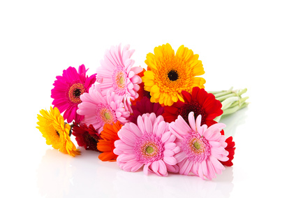 Bouquet colorful Gerber flowers